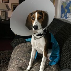 Meet your Posher, Ellen